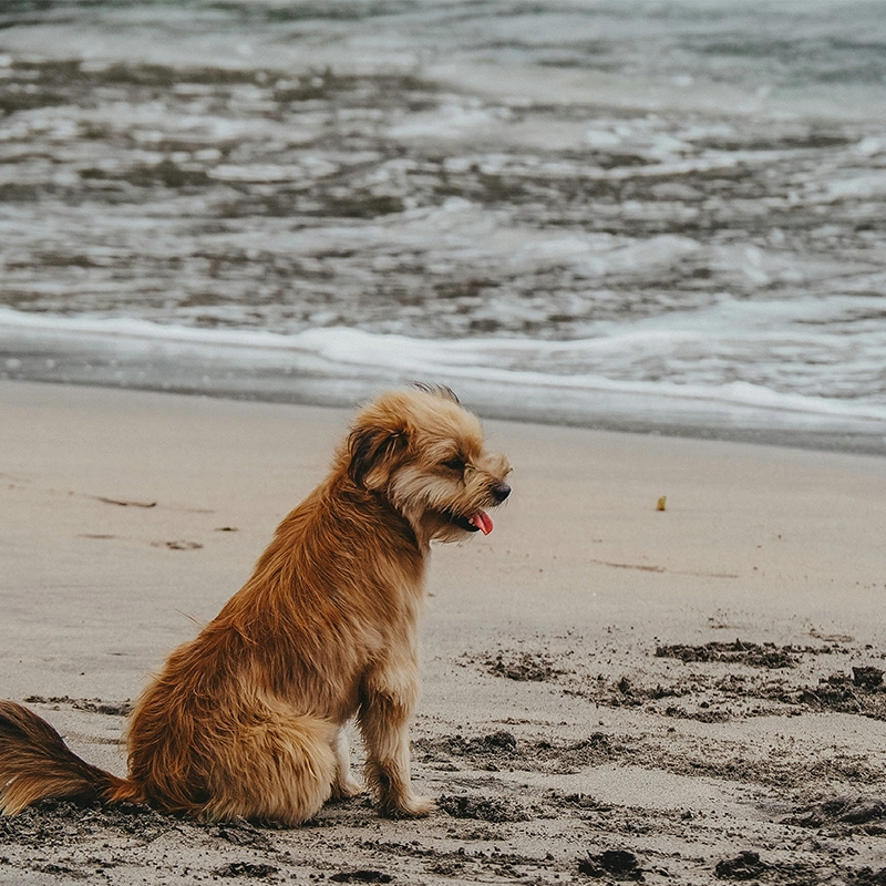 Das Bild zeigt einen Hund der am Strand sitzt. Urlaub mit Hund an der Nordsee in Cuxhaven.